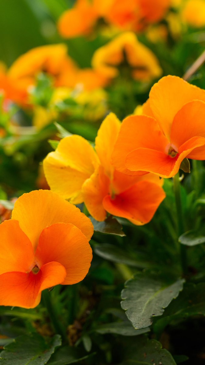 Auburn University tweet media