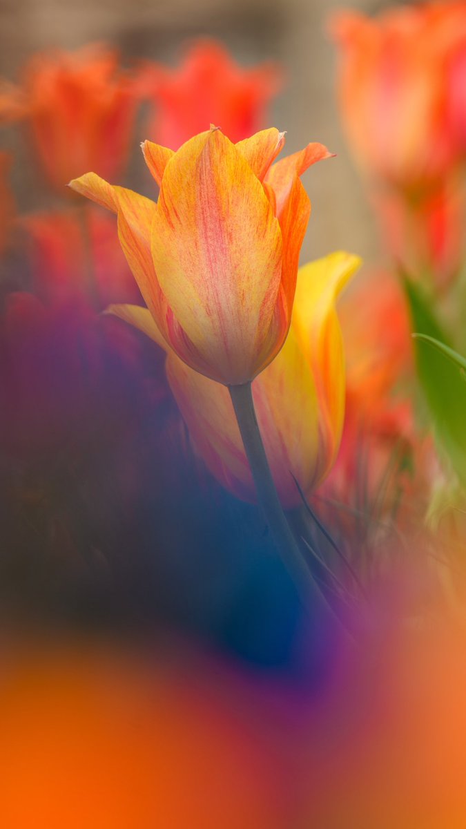 Auburn University tweet media