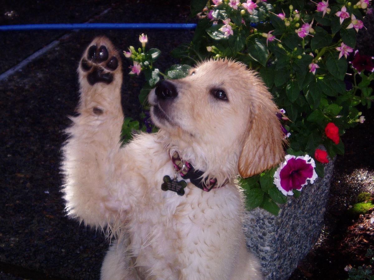 SiliGremlin tweet media