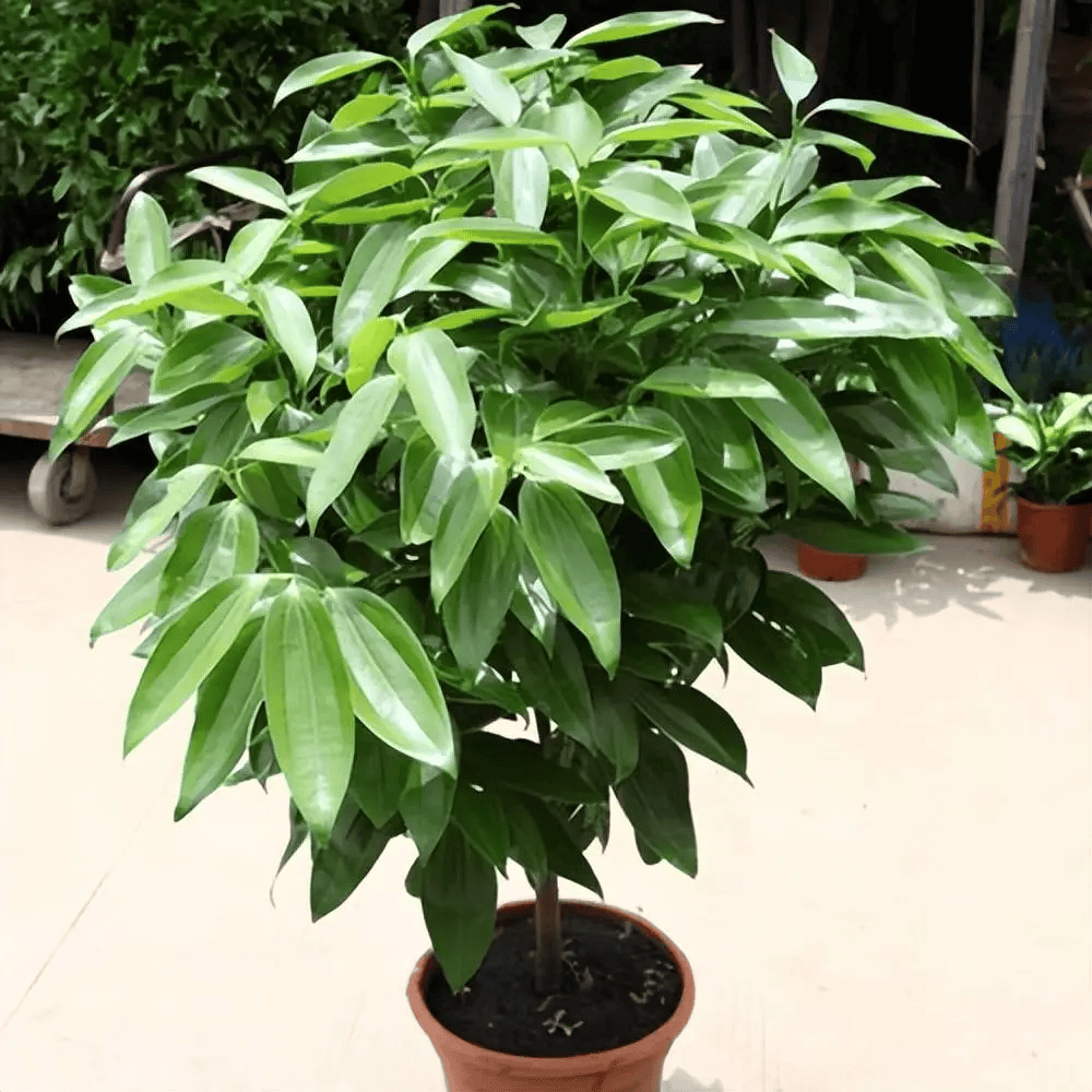 Gultop Selkan tweet media