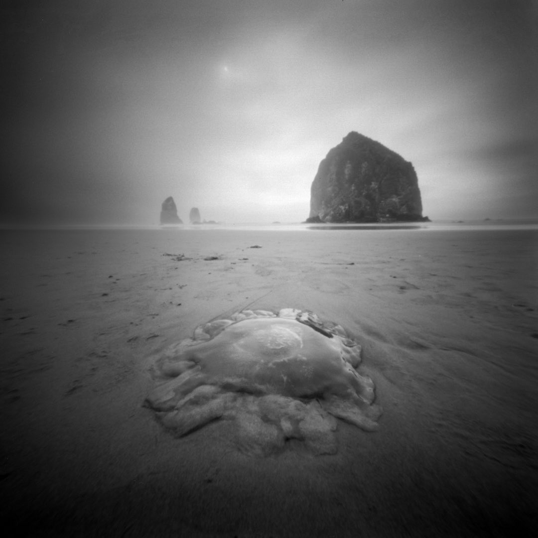 EddieErdmann's tweet image. Lion’s Mane Jellyfish at Haystack Rock
2025
#pinhole #HaystackRock #filmphotography #jellyfish