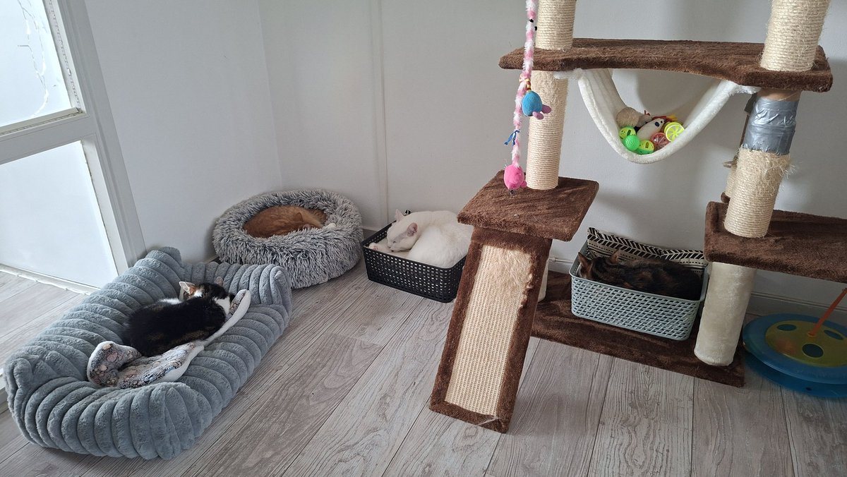 daantje_020's tweet photo. Thuiskomen van je werk en het bejaardencentrum lekker zen zien slapen, daar houden van 🫡
#teamterror #cats #catsofx https://t.co/4L4SYl5Uyw