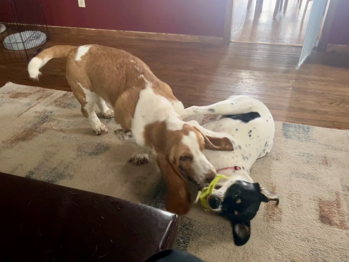 sixtaters's tweet photo. Luna is what they call a #supermutt she has dna of 8 different breeds of dogs specially designed to challenge Scrappy the #bassethound the most feared breed in the world, Luna has legs agility speed all the things Scrappy lacks, but does she have the stubbornness?! #adoptdontshop https://t.co/yM9W1uPCXE