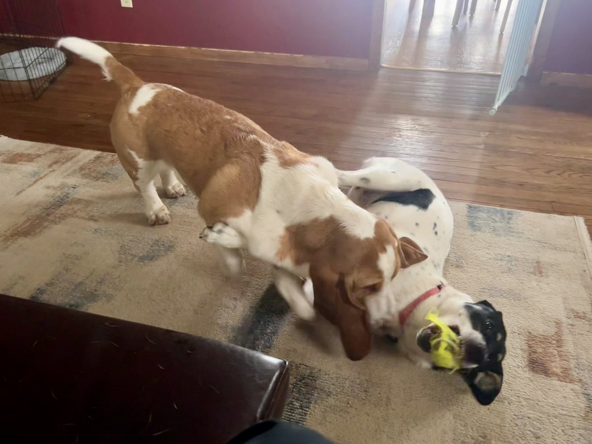 sixtaters's tweet photo. Luna is what they call a #supermutt she has dna of 8 different breeds of dogs specially designed to challenge Scrappy the #bassethound the most feared breed in the world, Luna has legs agility speed all the things Scrappy lacks, but does she have the stubbornness?! #adoptdontshop https://t.co/yM9W1uPCXE