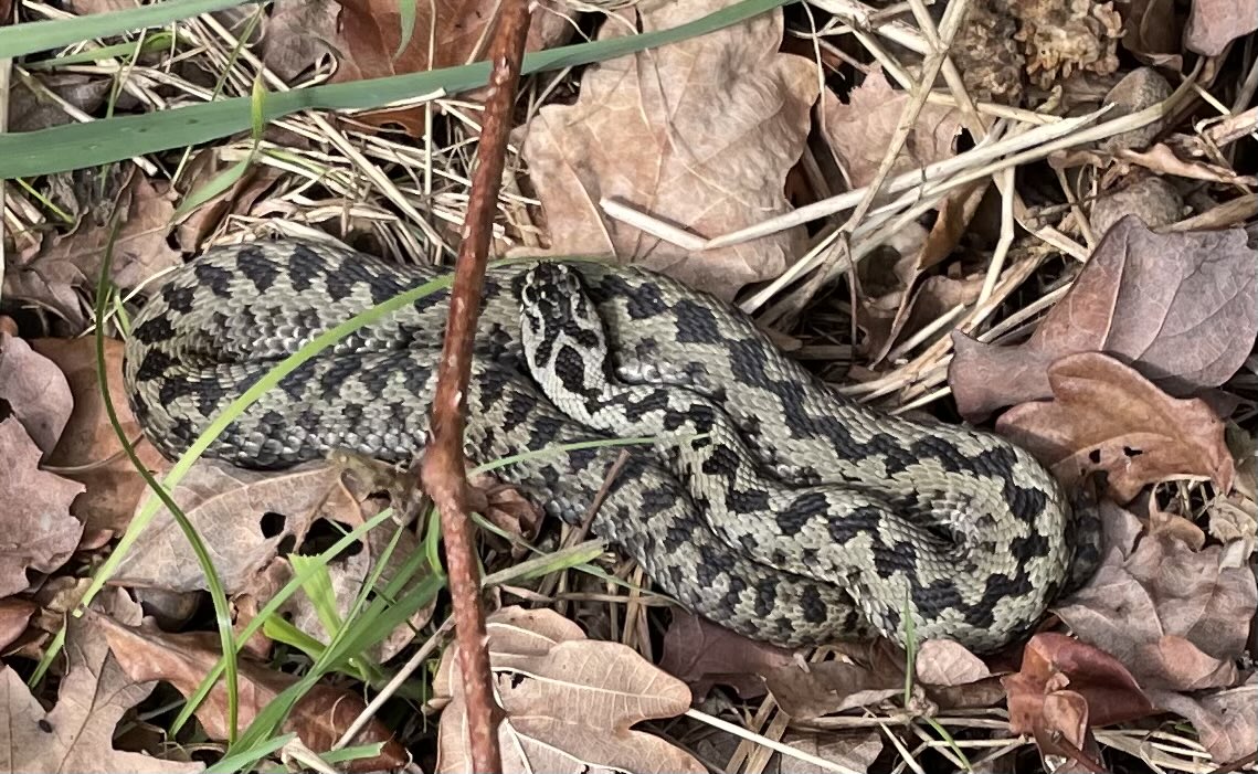 GreenG15125's tweet image. Wednesday 11/3/26
#SpringWalks #Adders