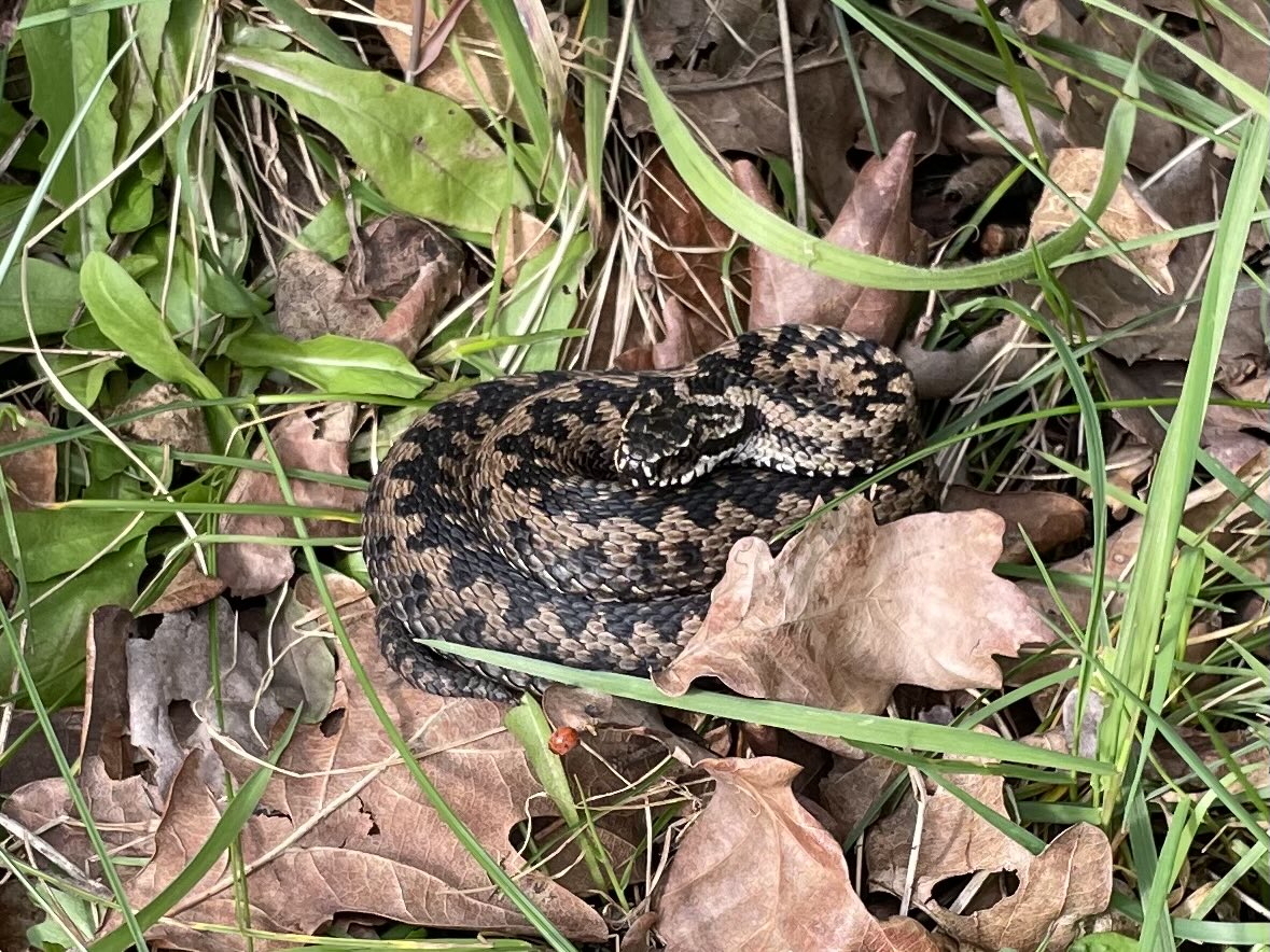 GreenG15125's tweet image. Wednesday 11/3/26
#SpringWalks #Adders