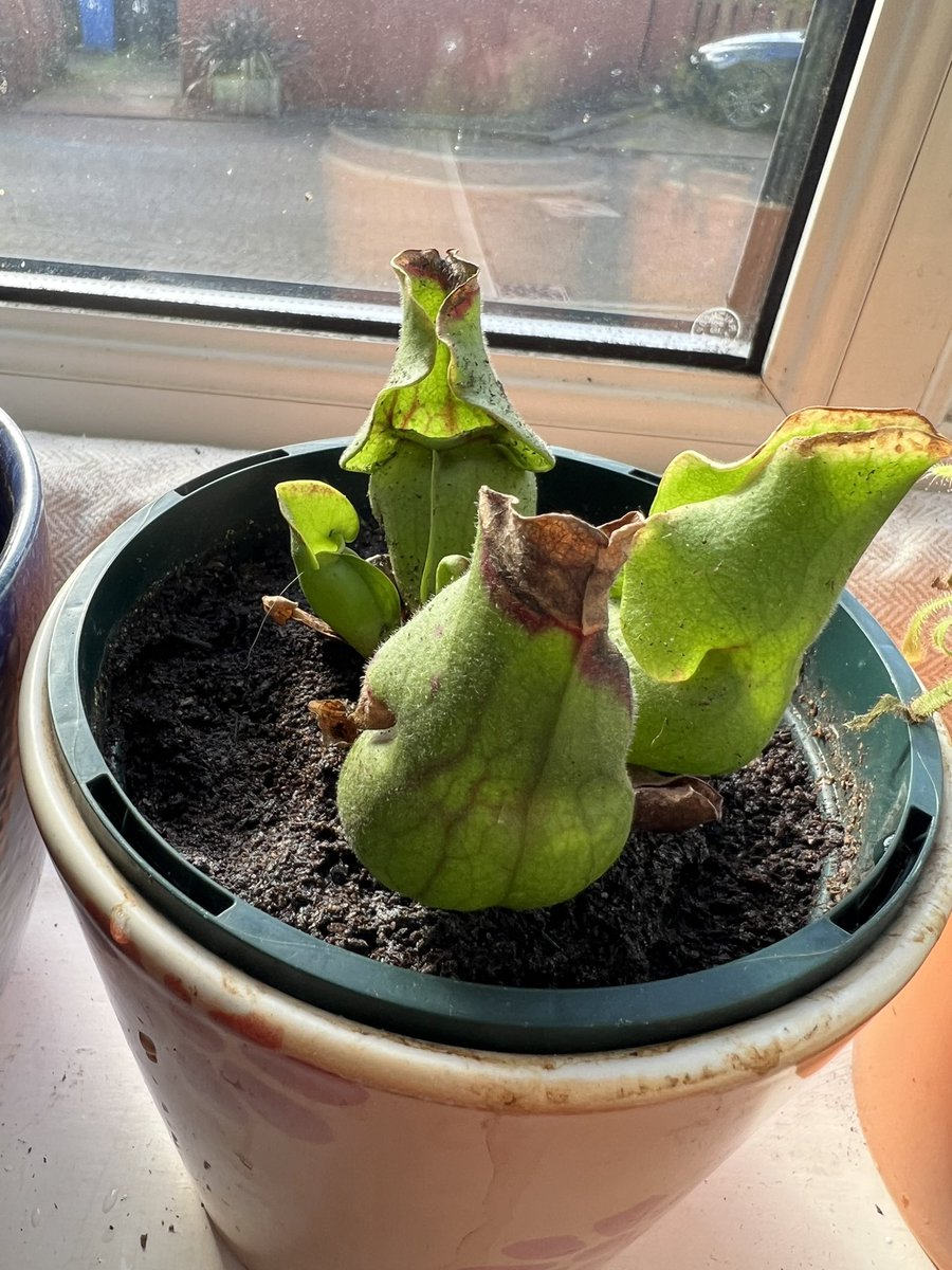 Robyn Webber tweet media