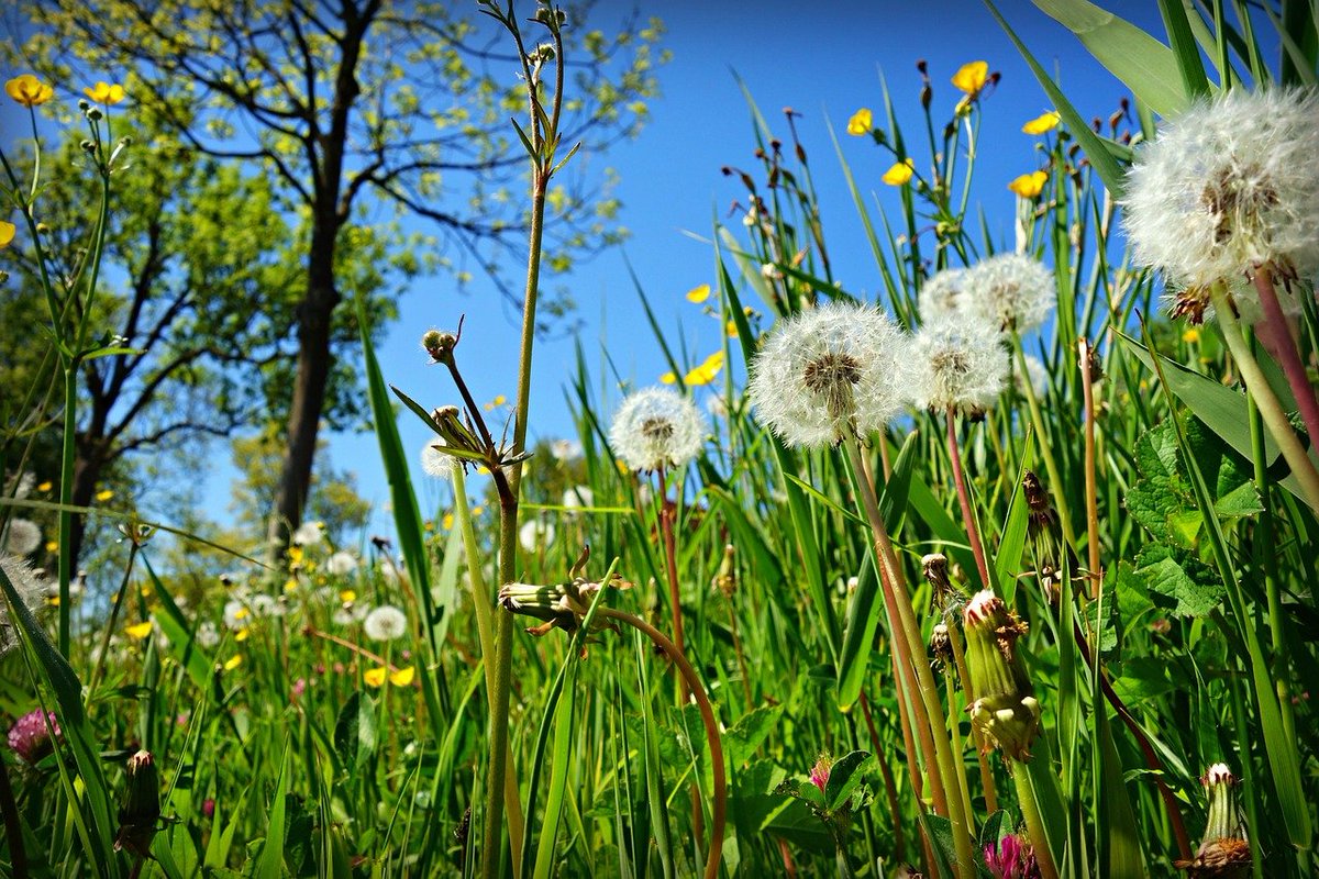 NightSkyToday's tweet photo. 🚨: Research suggest Dandelion root could naturally kill as much as 95% of cancer cells in just two days. https://t.co/xgKWjcDUVu