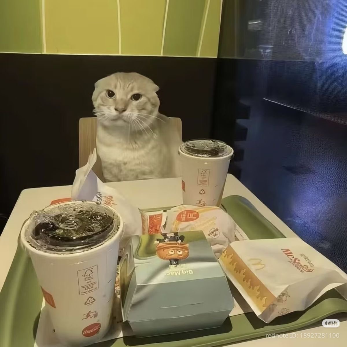 twaniimals's tweet photo. https://t.co/mlEN7iBKpK