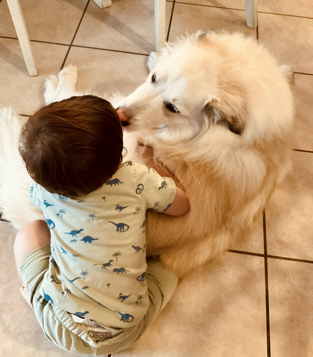 RuthHartes's tweet image. My live-in mother-in-law is a bit… dirt conscious 😉 She often tells my 2-year-old not to touch the dog. Here’s how that’s going 😂🐶❤️ Multigenerational families, what’s a ‘well-meaning rule’ your little one ignores? #MomLife #MulticulturalFamily #DogMom #FamilyFirst