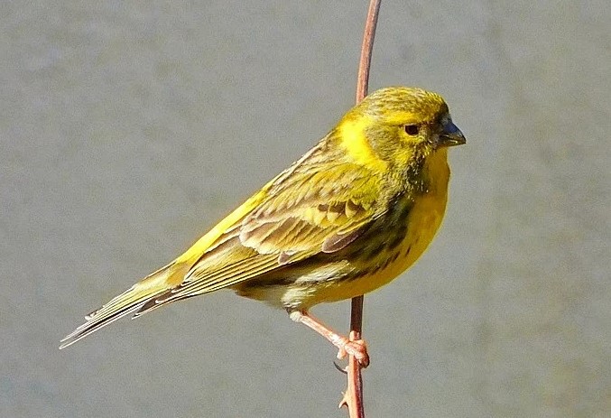 Activitat familiar per descobrir els ocells que habiten al parc del Torrent de la Font i del Turó de l’Enric de Badalona

🐦 Aquest diumenge, els participants aprendran a observar, reconèixer i escoltar les espècies d’ocells d'aquest entorn natural

ℹ️ badalona.cat/ca/actualitat/…