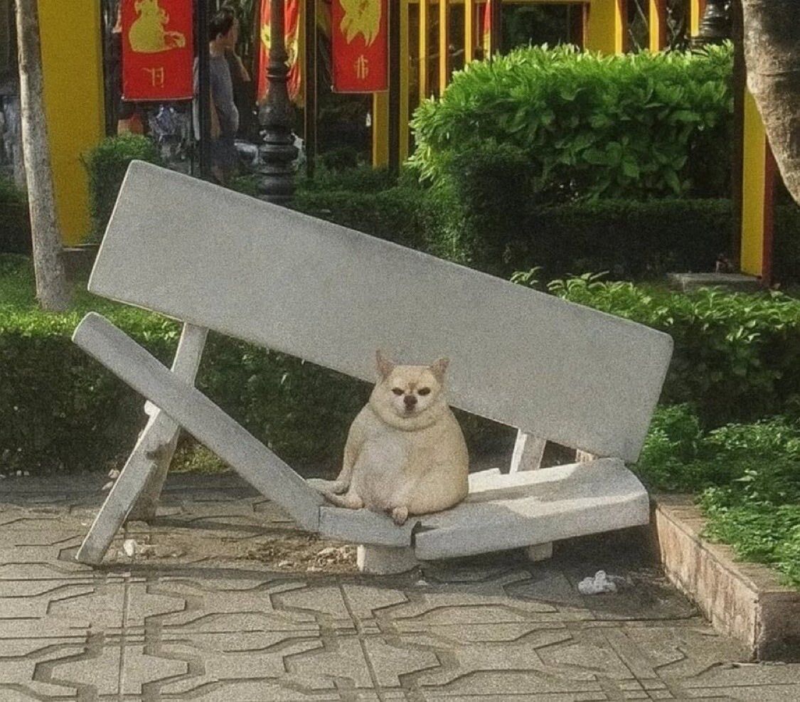 everything dogs 🐶 (@everythingdogss) on Twitter photo 