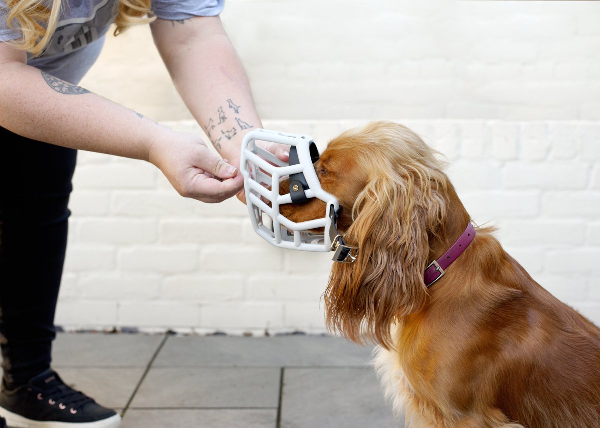 PetProfessionalGuild tweet media