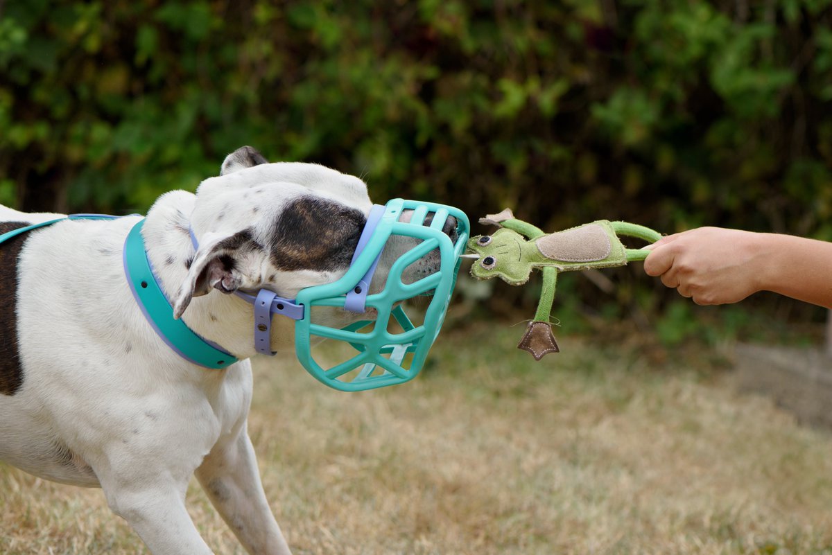 PetProfessionalGuild tweet media