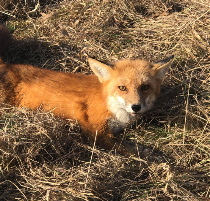 Kristina Snyder Ⓥ tweet media