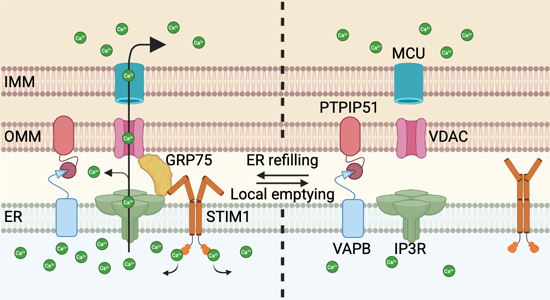 CIB_CSIC's tweet photo. #CIBpapers
A new publication in EMBO J. by Dr. Jorge Montesinos (@CIB_CSIC) identifies a new mechanism that enables cells to regulate the energy they produce and opens avenues for future research into neurodegenerative and metabolic diseases.
🔗https://t.co/EbUIhHN23U https://t.co/kU1suk4BOi