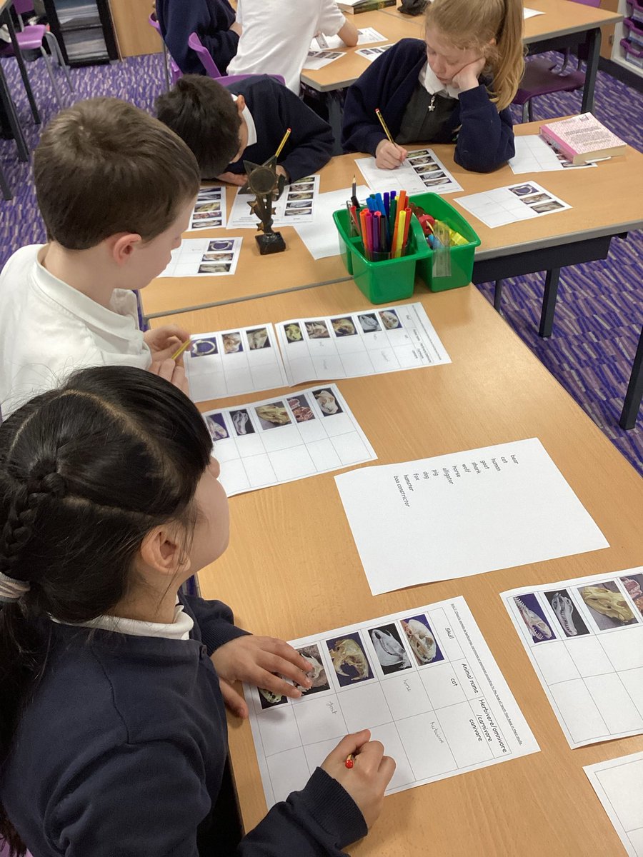 HighfieldBolton's tweet photo. 4H are certainly curious in identifying which animal the skull belongs to for our Science lesson this afternoon #nationalscienceweek https://t.co/dol13elZEr