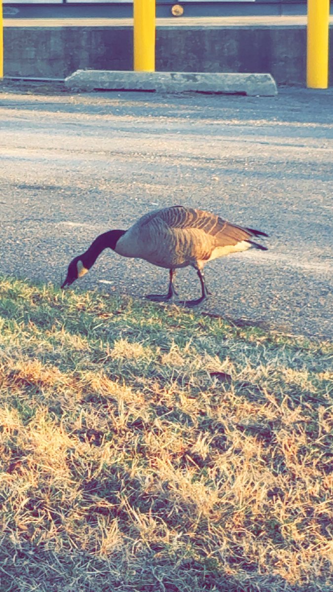 gooserrrr's tweet photo. @claudittens heres a goose https://t.co/lh7DbuvaHu