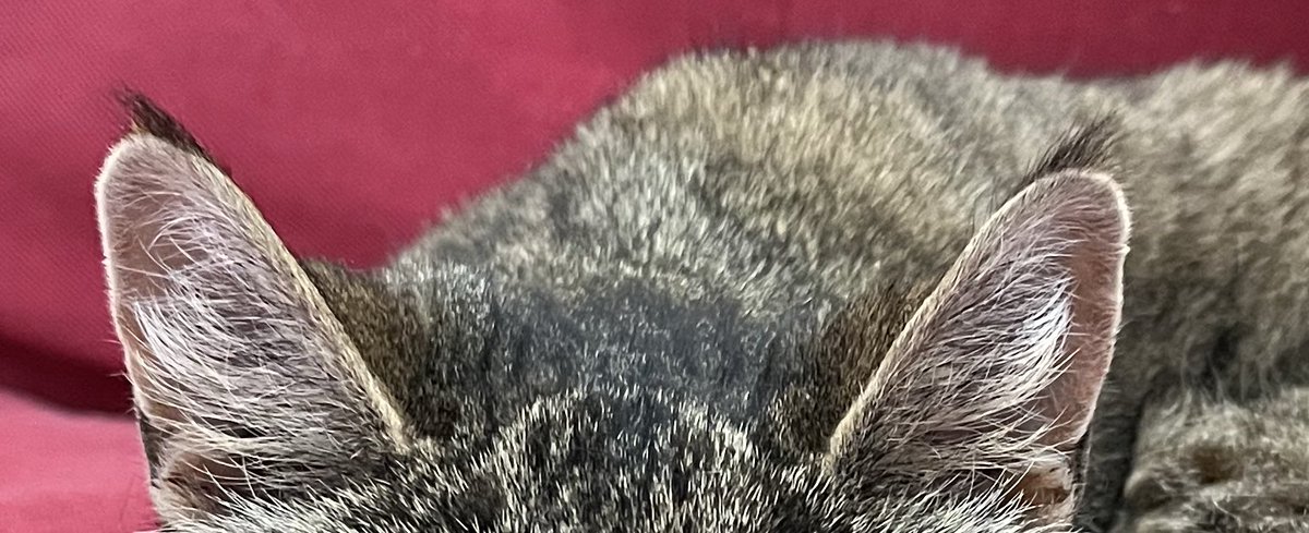 moppy :o) tweet media