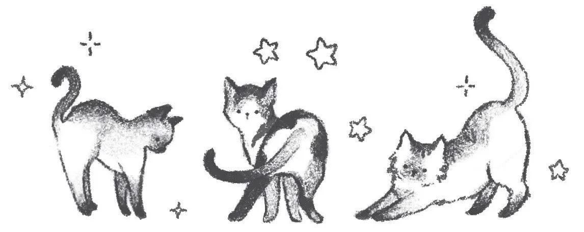 cats.jpg (@catsdotjpg) on Twitter photo 