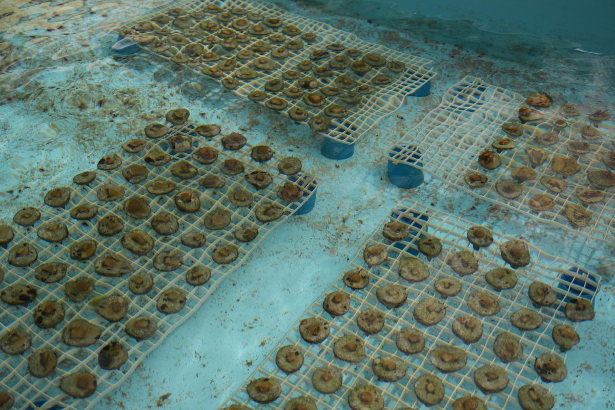 Adaptation Fund tweet media