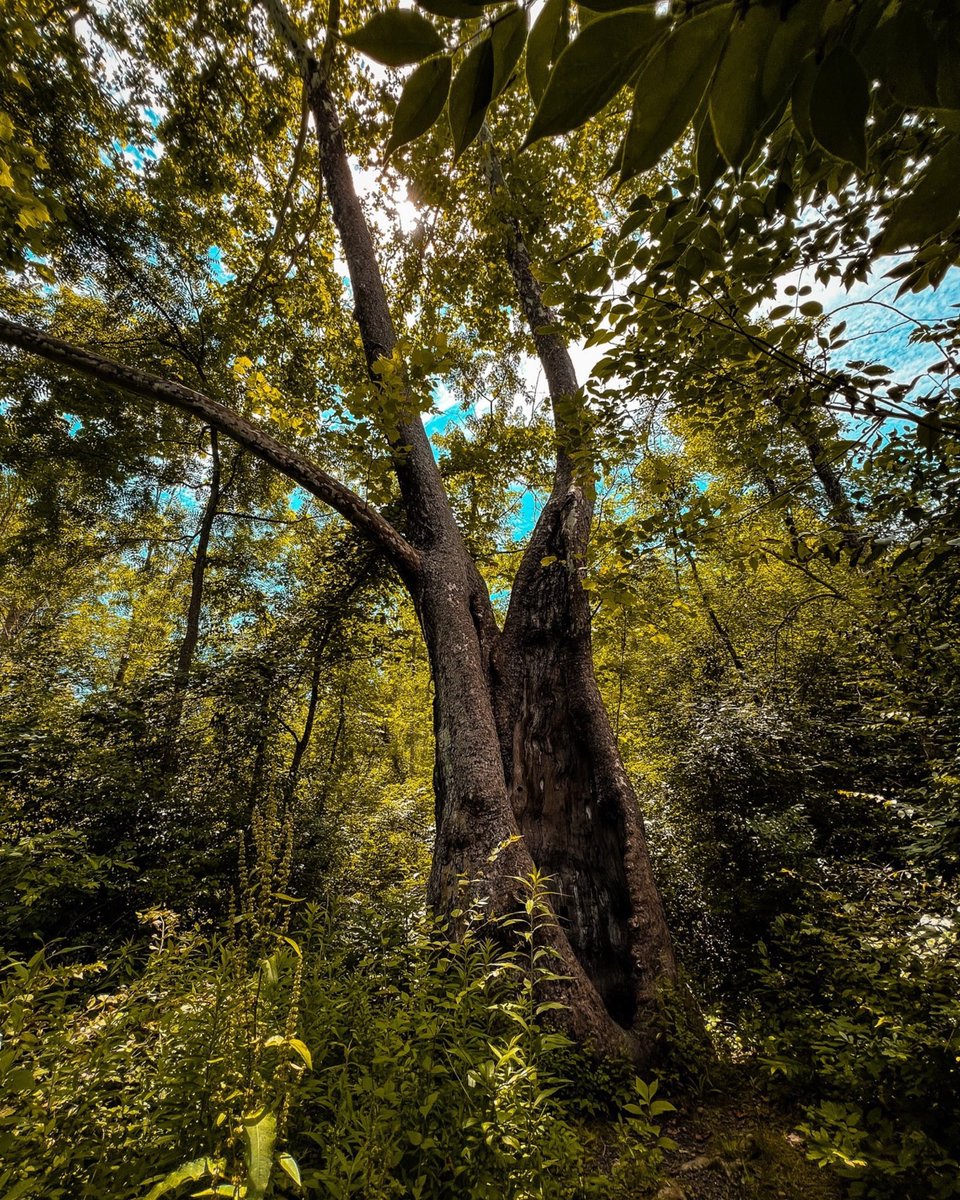 Cleveland All Soccer tweet media