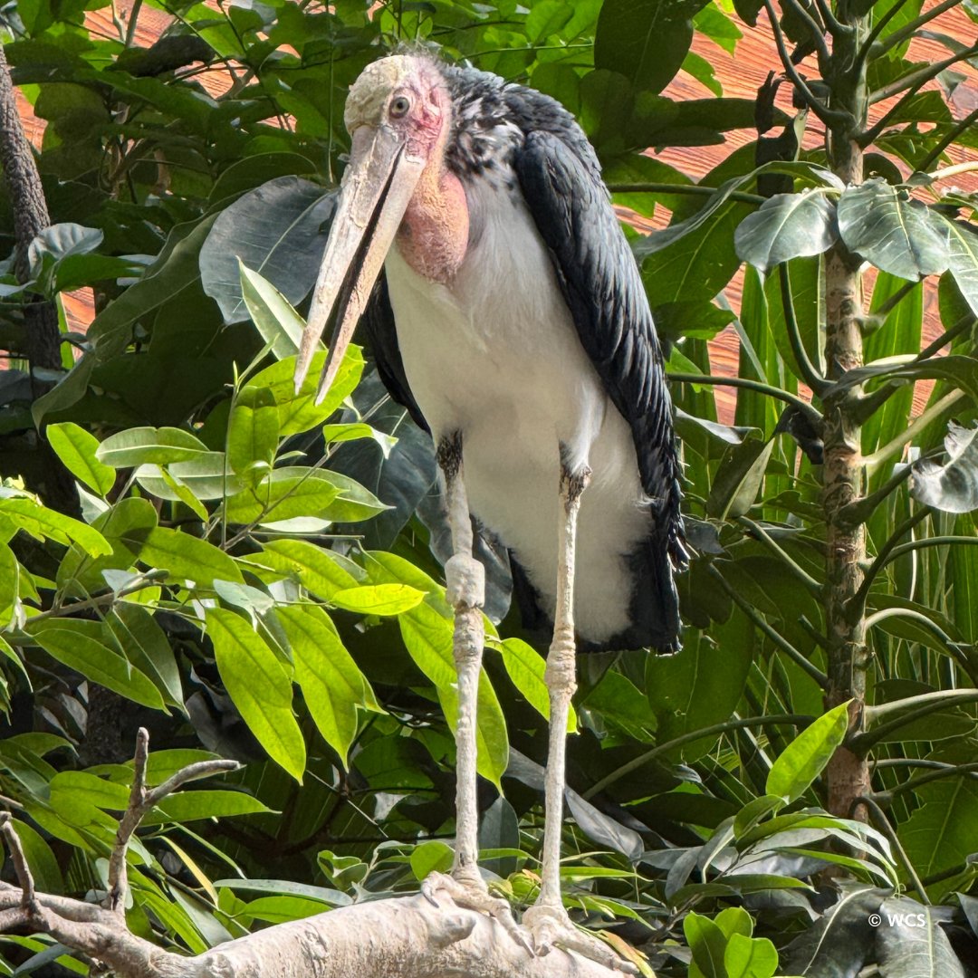 Bronx Zoo tweet media