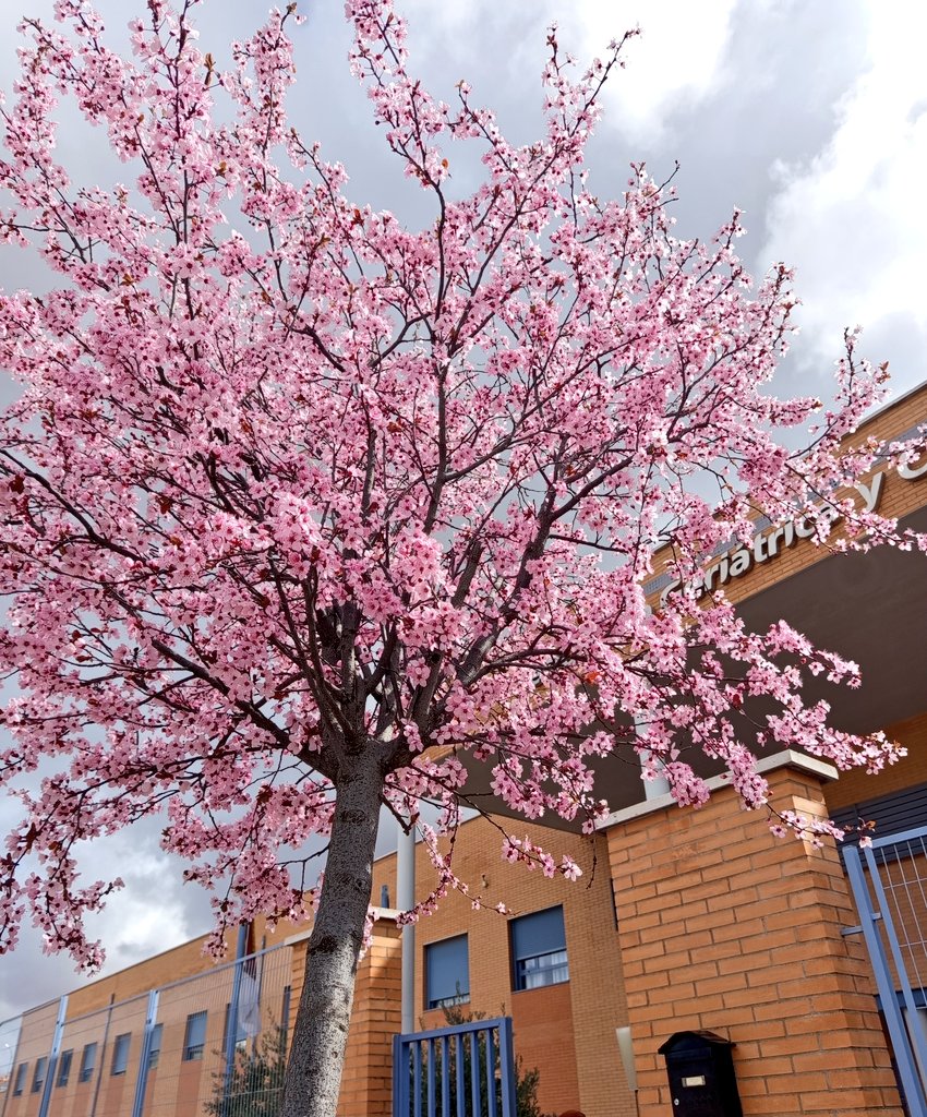 SanCarlosValle tweet media