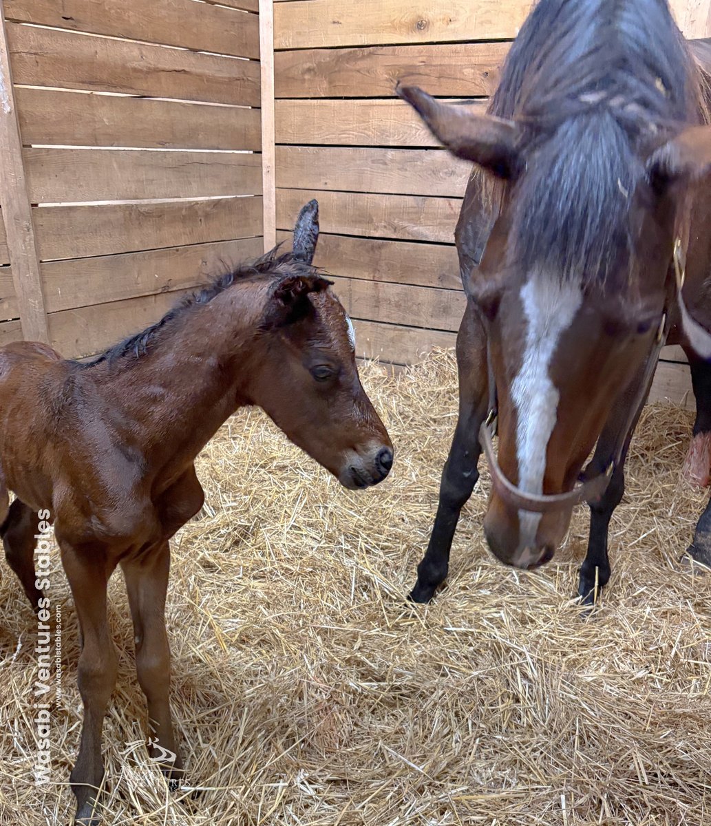 WV Stables tweet media