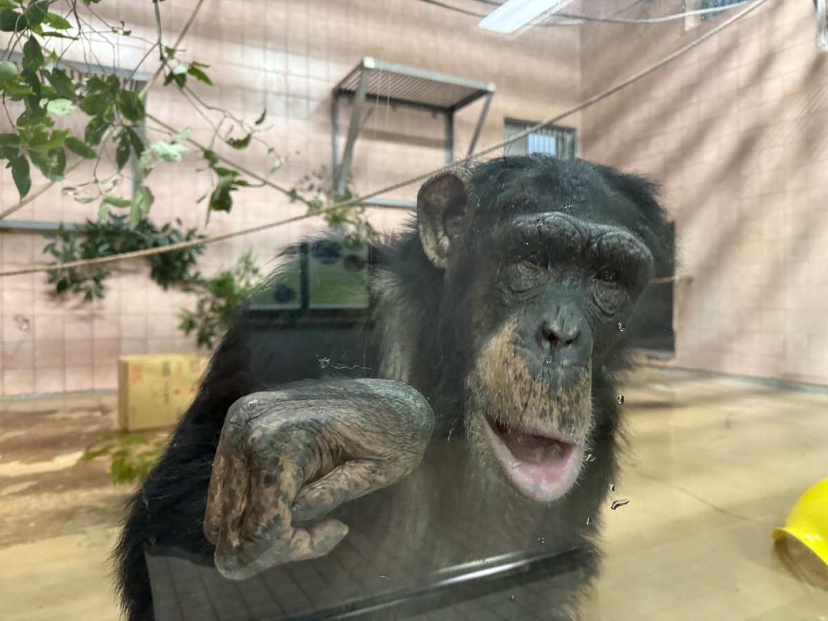 ミルキーちゃん！たくさん遊んでくれてありがとうね #チンパンジー #のいち動物公園