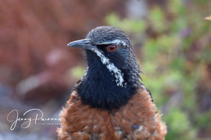 JennyPaPB's tweet image. Cape Rockjumper a local endemic and always a treat to see at Rooiels. Posed beautifully for the camera.

Considered Near-Threatened…

#endemic #bird #birdwatching #birding #birdsofsouthafrica #fynbosbirds #birdsseenin2026