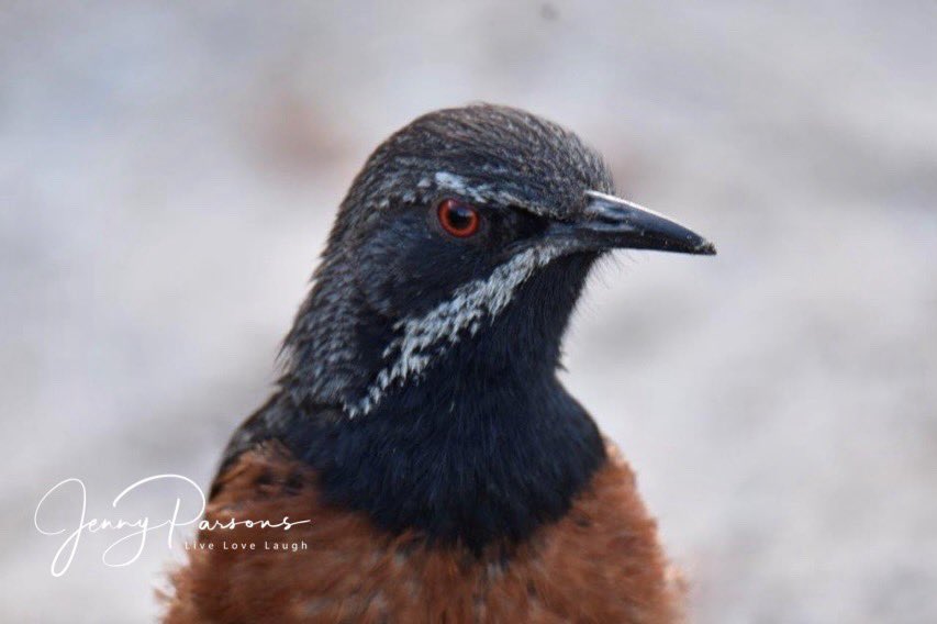 JennyPaPB's tweet image. Cape Rockjumper a local endemic and always a treat to see at Rooiels. Posed beautifully for the camera.

Considered Near-Threatened…

#endemic #bird #birdwatching #birding #birdsofsouthafrica #fynbosbirds #birdsseenin2026
