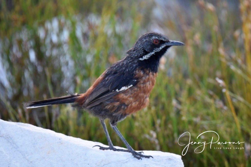 JennyPaPB's tweet image. Cape Rockjumper a local endemic and always a treat to see at Rooiels. Posed beautifully for the camera.

Considered Near-Threatened…

#endemic #bird #birdwatching #birding #birdsofsouthafrica #fynbosbirds #birdsseenin2026