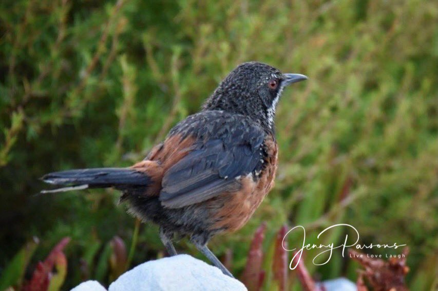 JennyPaPB's tweet image. Cape Rockjumper a local endemic and always a treat to see at Rooiels. Posed beautifully for the camera.

Considered Near-Threatened…

#endemic #bird #birdwatching #birding #birdsofsouthafrica #fynbosbirds #birdsseenin2026