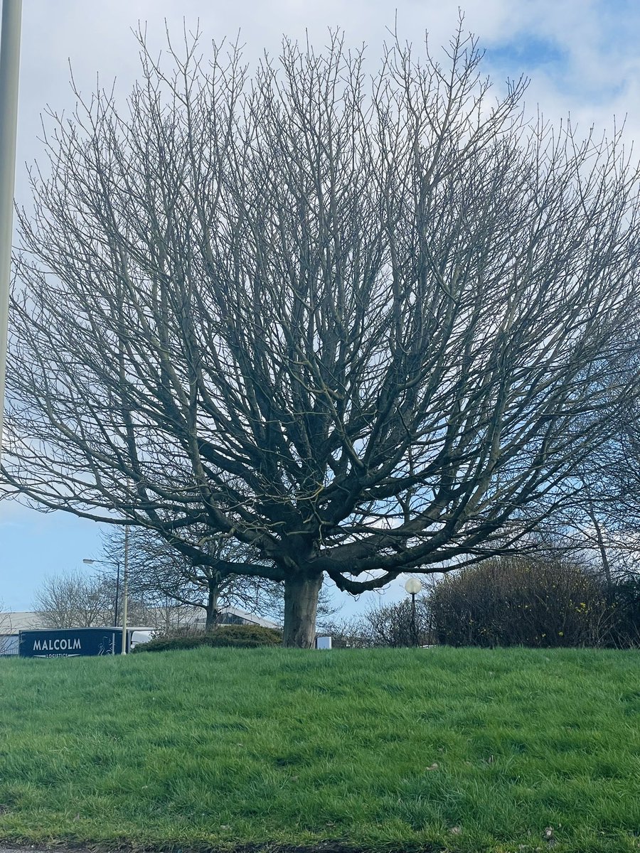 Dawn 💙 #NHS tweet media