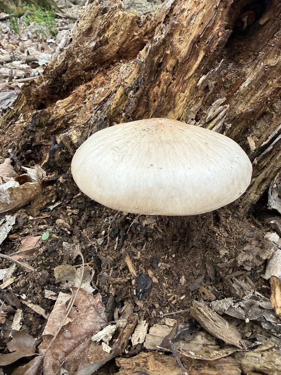 Terry Maggert tweet media