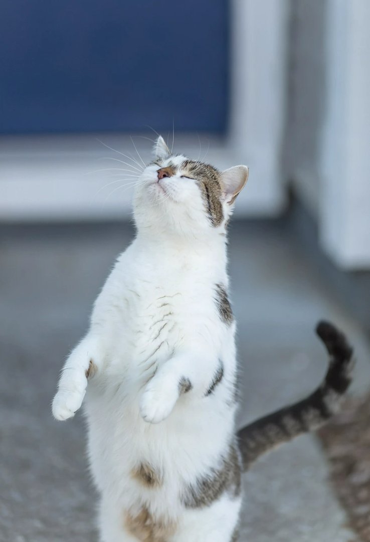 Hoppy Cat tweet media