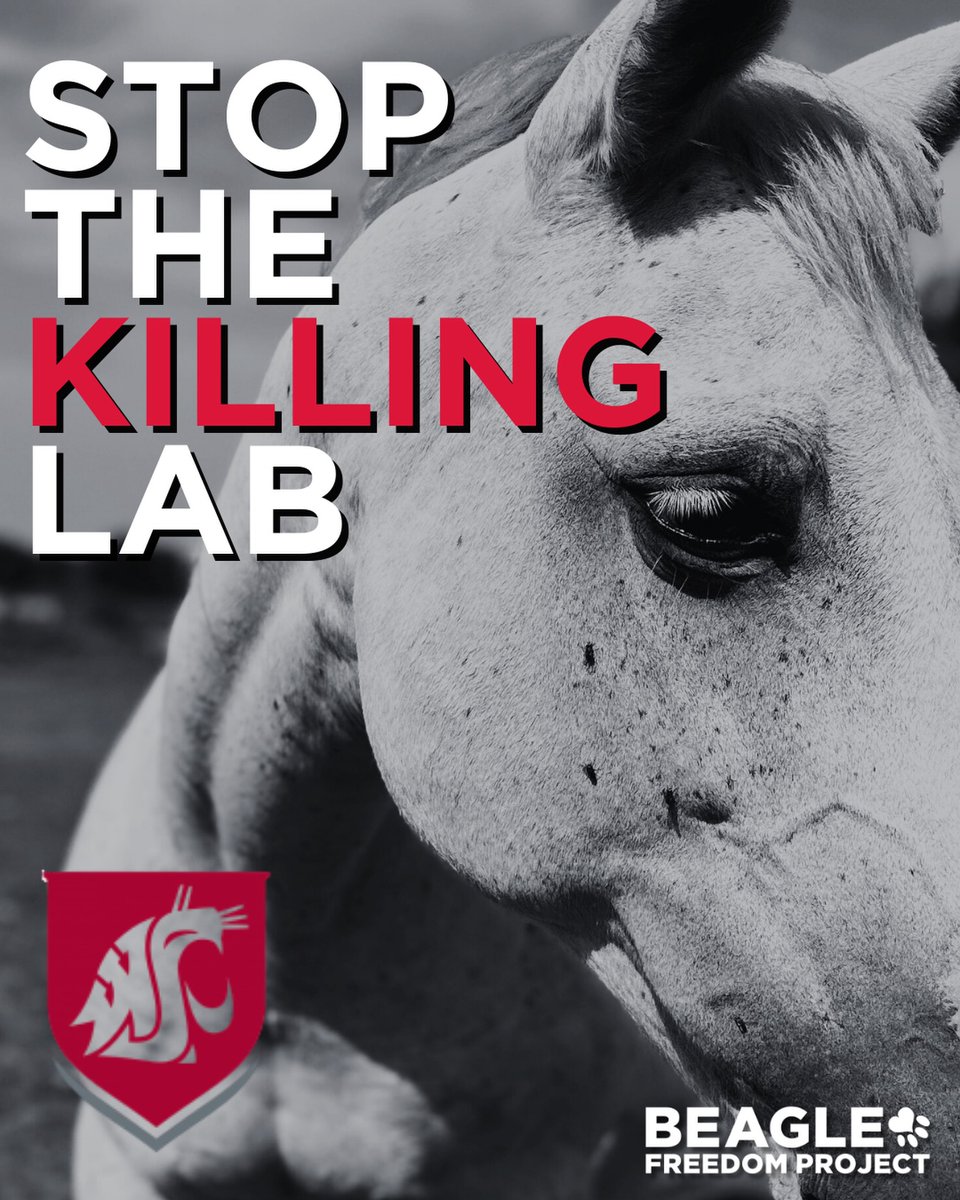 Beagle Freedom Project tweet media