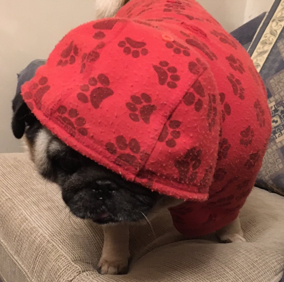 SallypugRIP tweet media