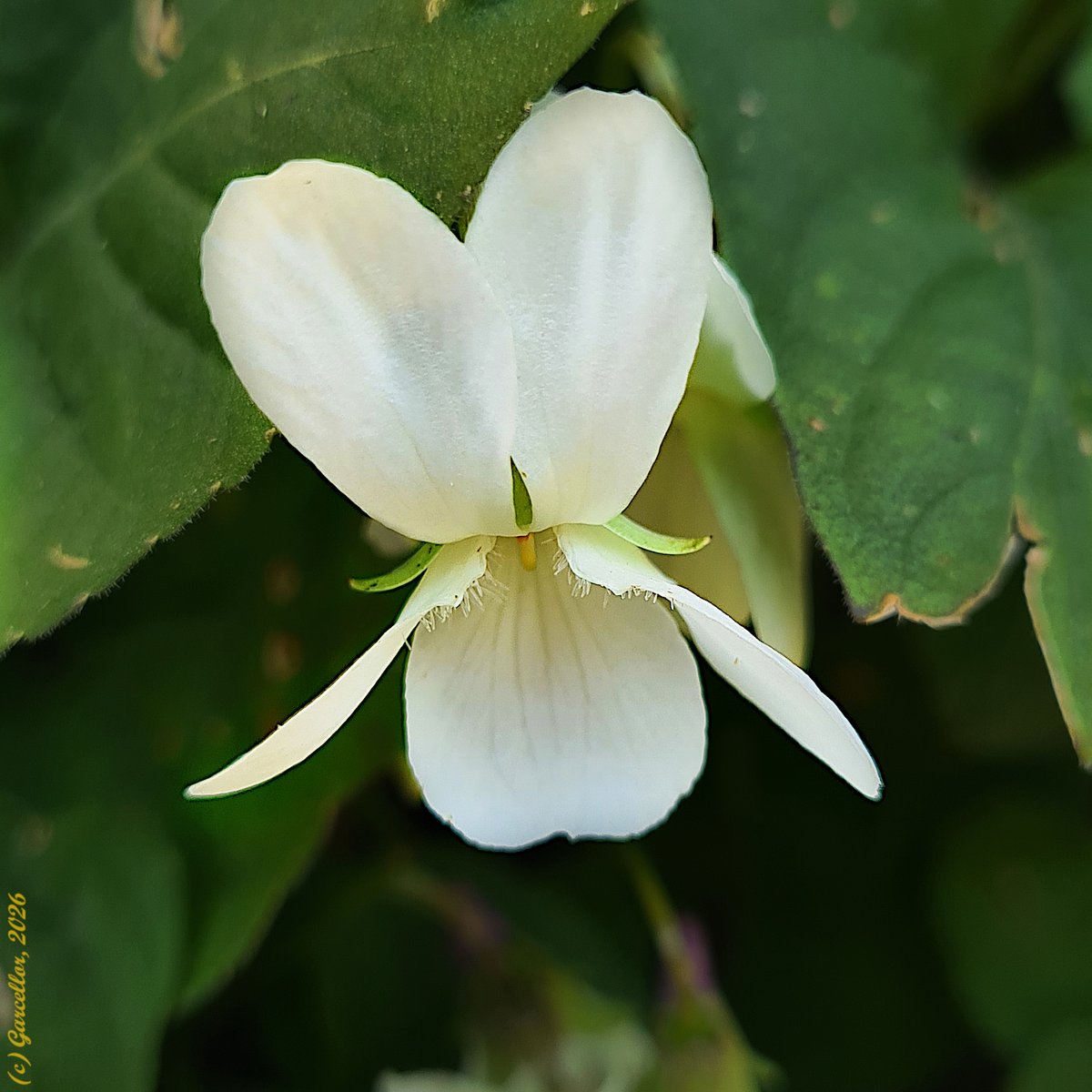 LorenzoGarciaCe's tweet image. Viola sp. (pos. Viola alba, alt. Viola odorata f. alba) - Violeta blanca. Guadalix de la Sierra, Madrid, España. Marzo de 2026.

#garcellor #violetablanca #viola #violaodorata #violaalba #guadalixdelasierra #floresdeinvierno #fotosconmovil
