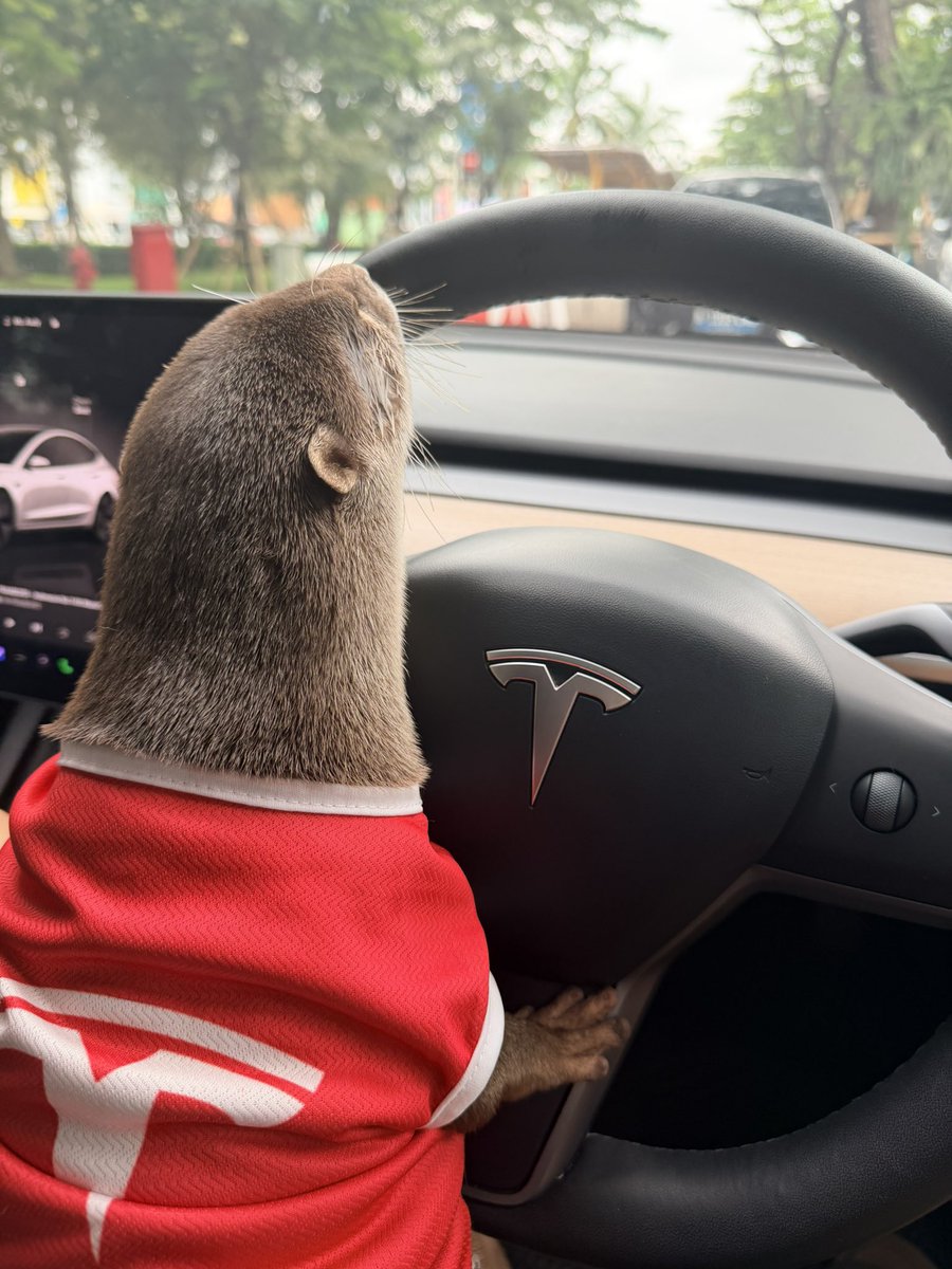 MoonCat🐈Mong tweet media