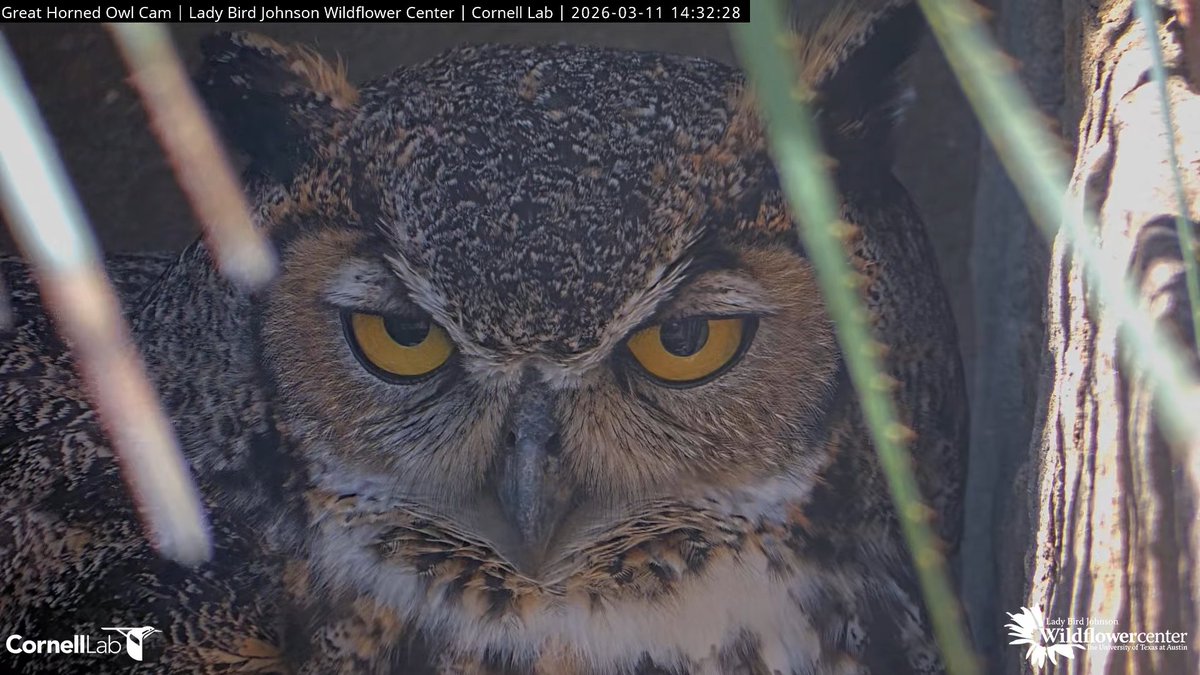 Wildflower Center Great Horned Owl Cam tweet media
