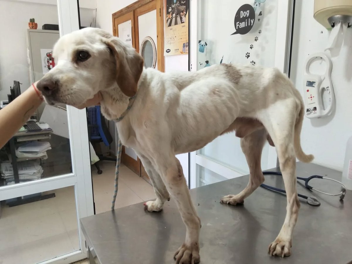 SOS Abuelos tweet media