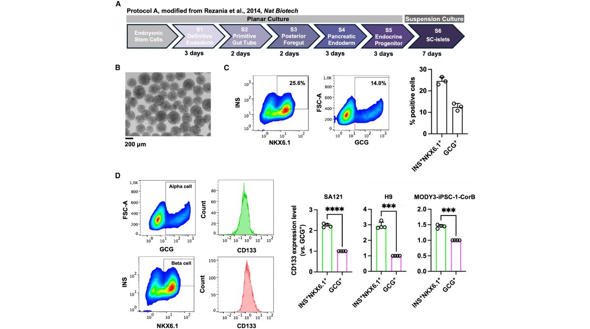 StemCellReports tweet media