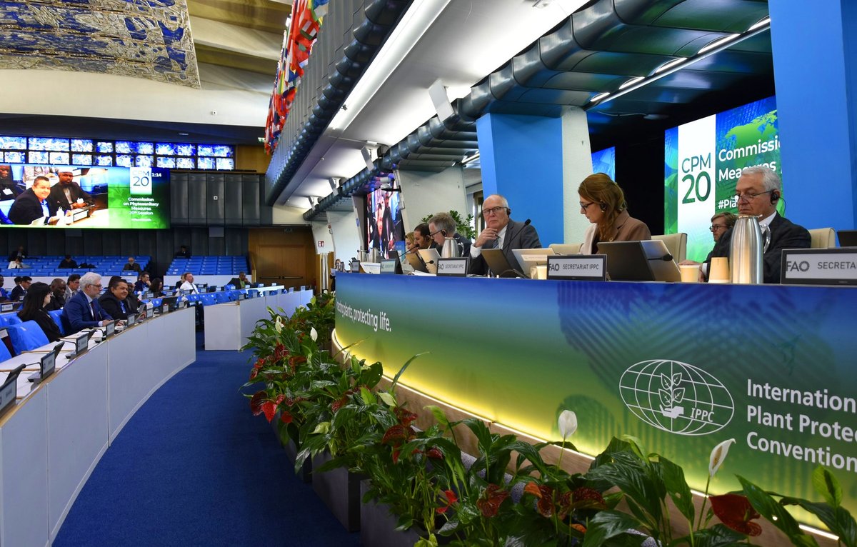 OIRSAoficial's tweet photo. 👉 Durante el primer día de sesiones, los delegados dieron apertura oficial al encuentro y recibieron los mensajes de líderes globales en sanidad vegetal. Asimismo, se presentaron informes del Secretariado de la CIPF, del Grupo de Planificación Estratégica y de los órganos subsidiarios de la CMF, destacando los avances en normas internacionales y en acciones de implementación.

🧠 En la segunda jornada, las discusiones continuaron con la presentación del informe de la Presidencia de la CMF y el análisis de normas internacionales para medidas fitosanitarias que contribuyen a prevenir la dispersión de plagas y facilitar el comercio seguro.