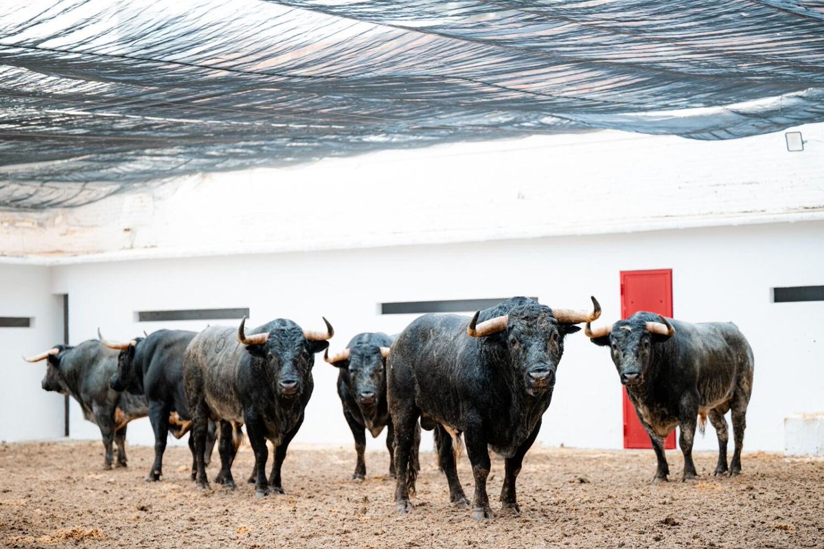 Blog Casta y Bravura tweet media