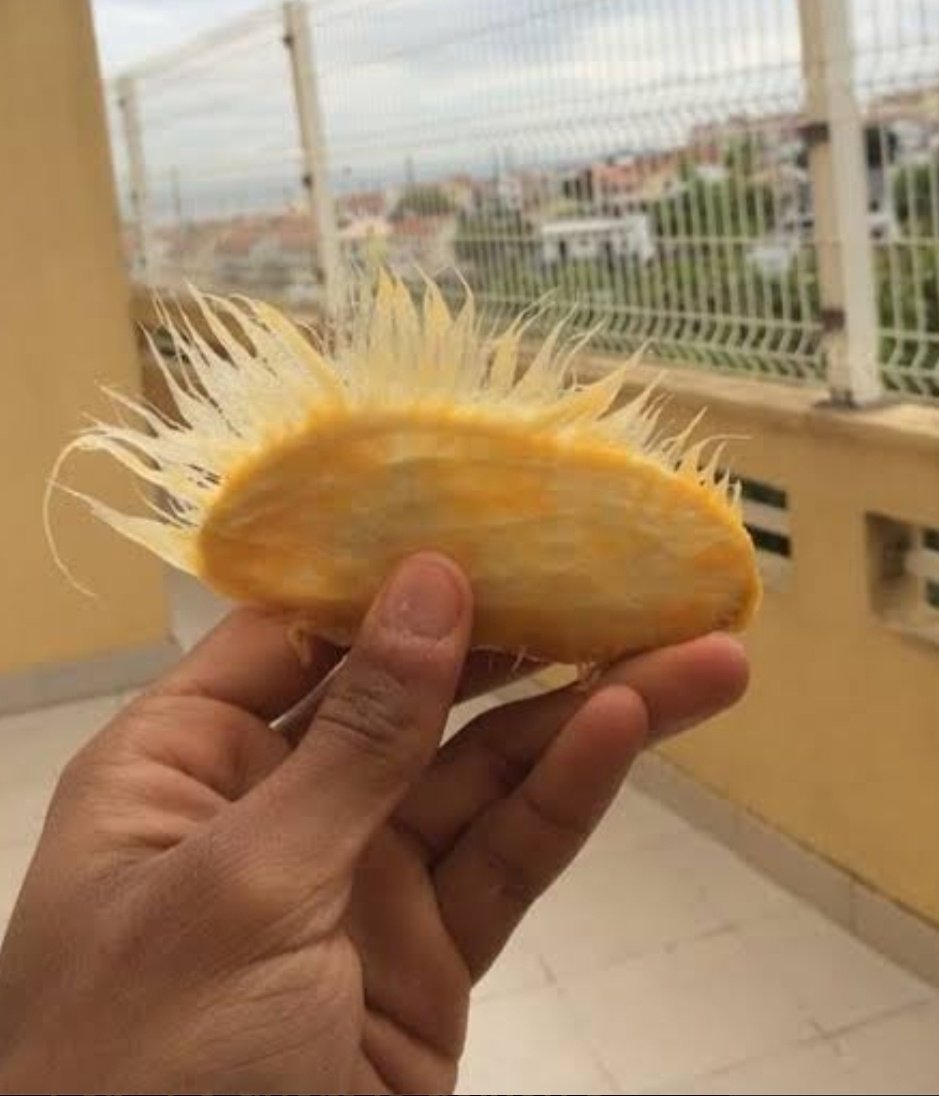 igualzinho aos fiapinho de manga