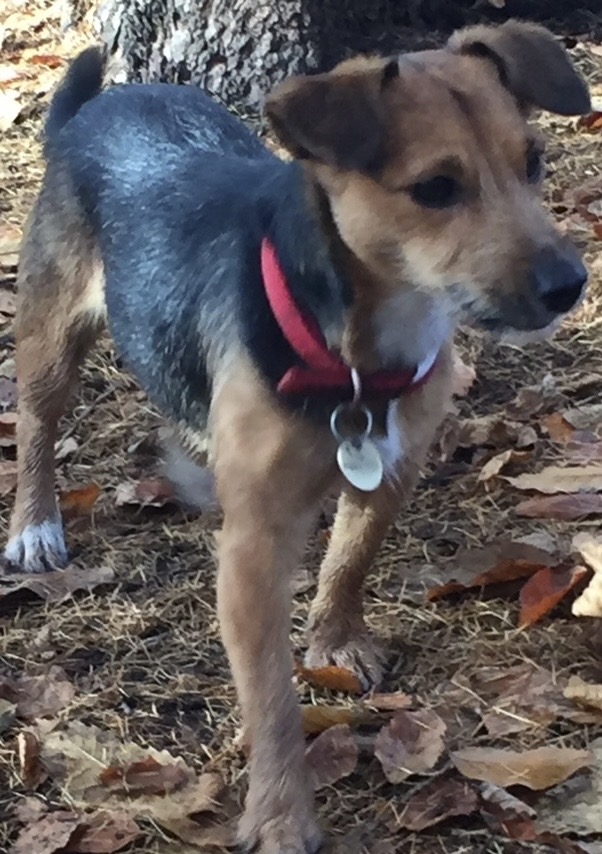 chris towers tweet media