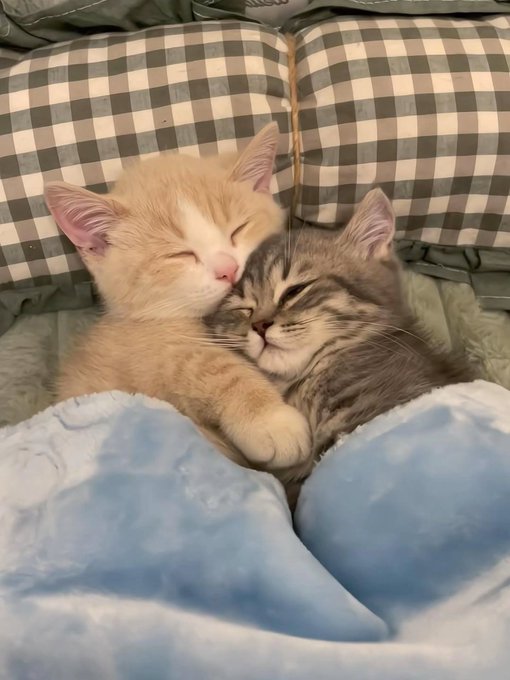 Caturday Content (@cutekittycats_) on Twitter photo 