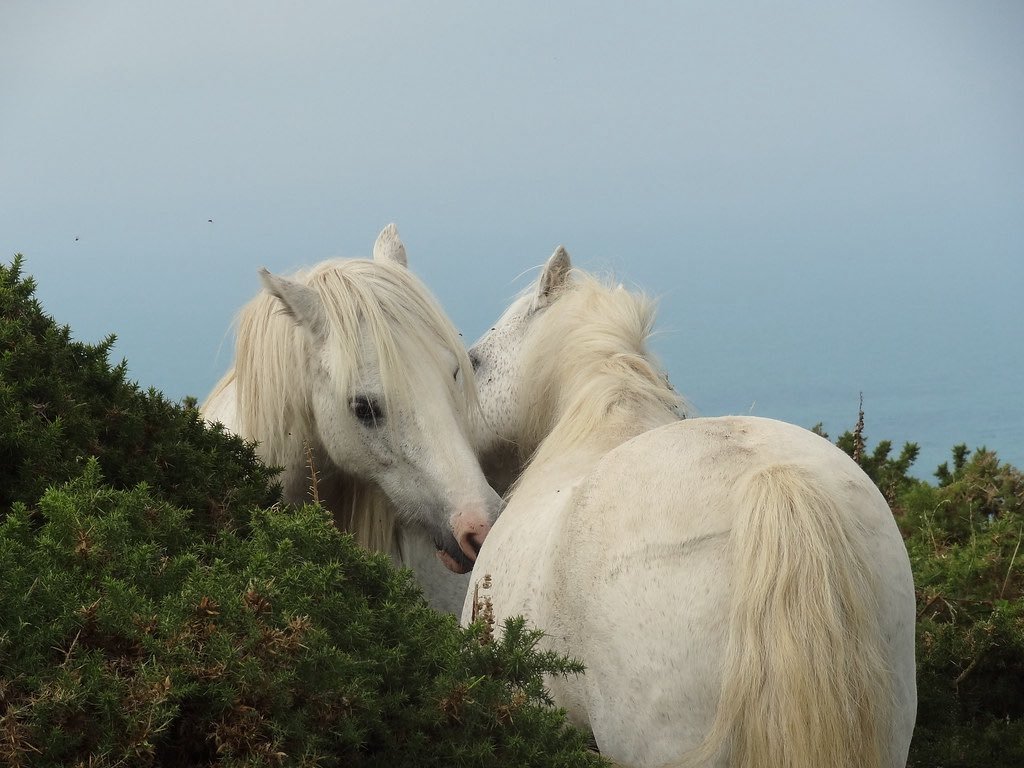 ᅠ ᅠ (@coffeeebreaak) on Twitter photo 